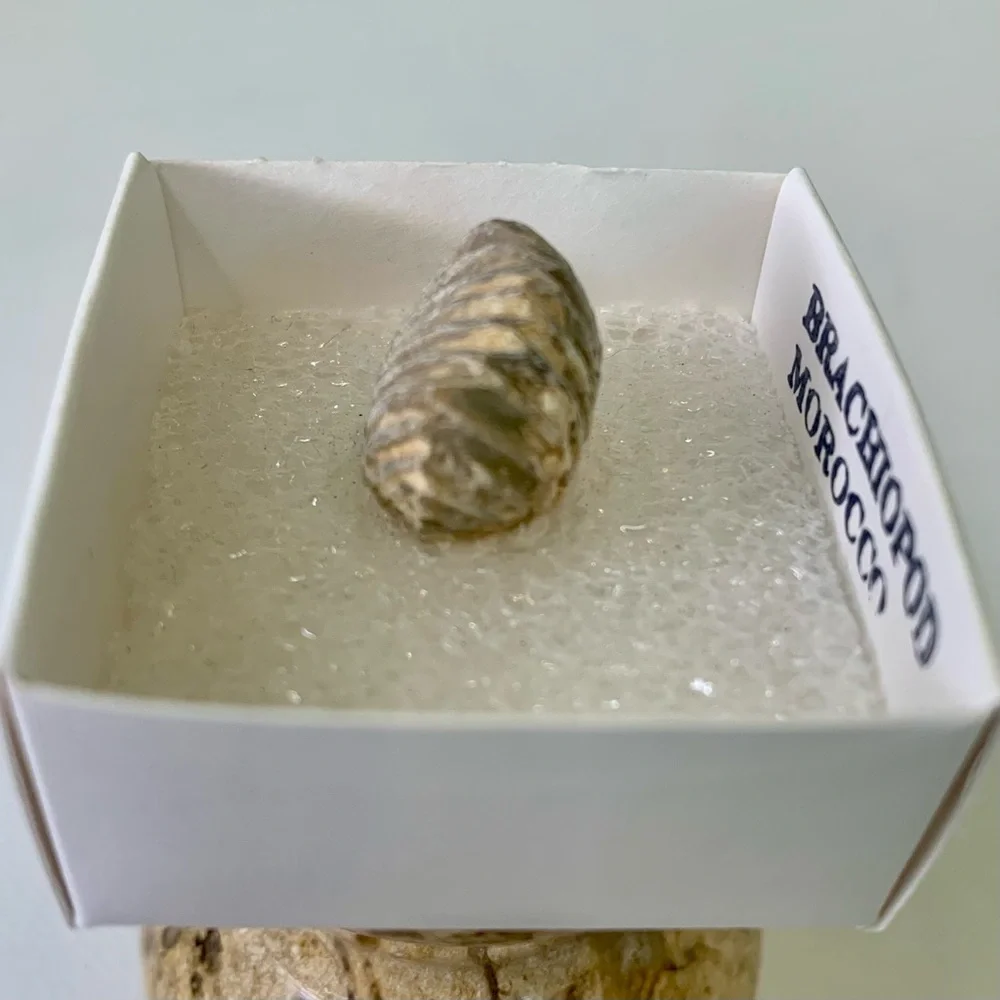 Brachiopod Fossil Rhynchoellida Boujdour Western Sahara Morocco Cretaceous Boxed